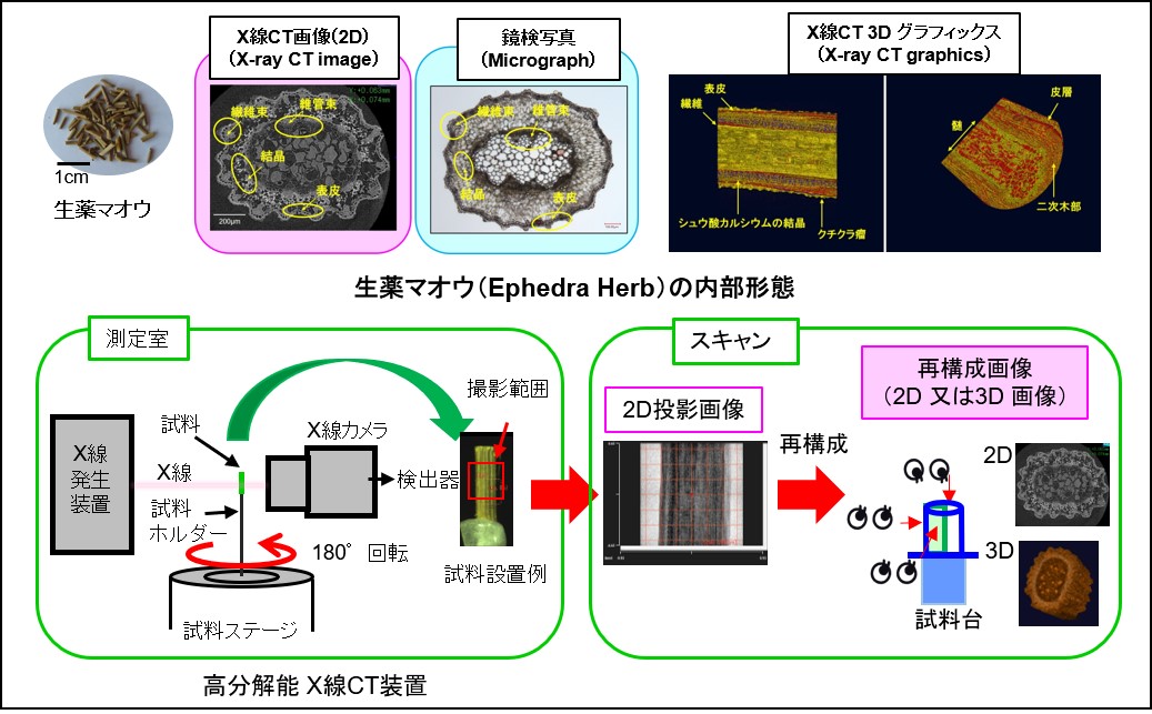 生薬の内部形態観察へのＸ線CTの応用