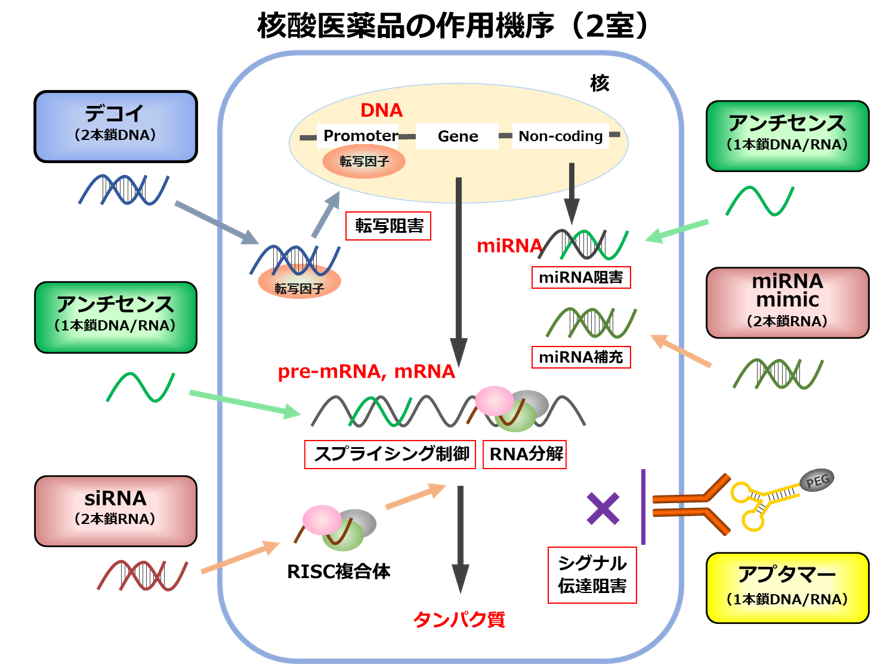 核酸医薬品の作用機序（2室）
