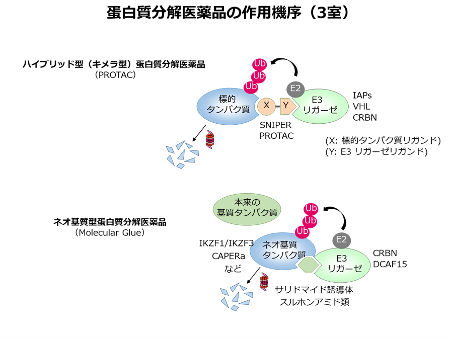 蛋白質分解医薬品の作用機序（3室）