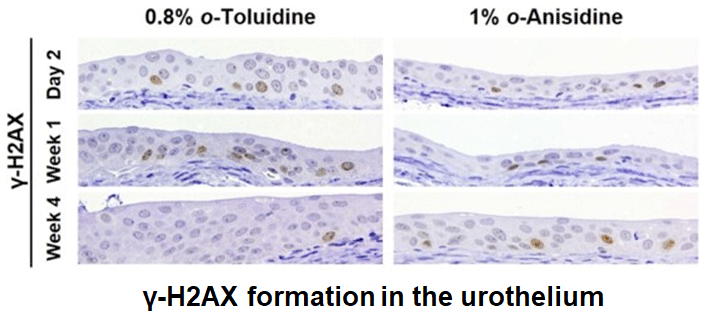 γ-H2AX formation in the urothelium