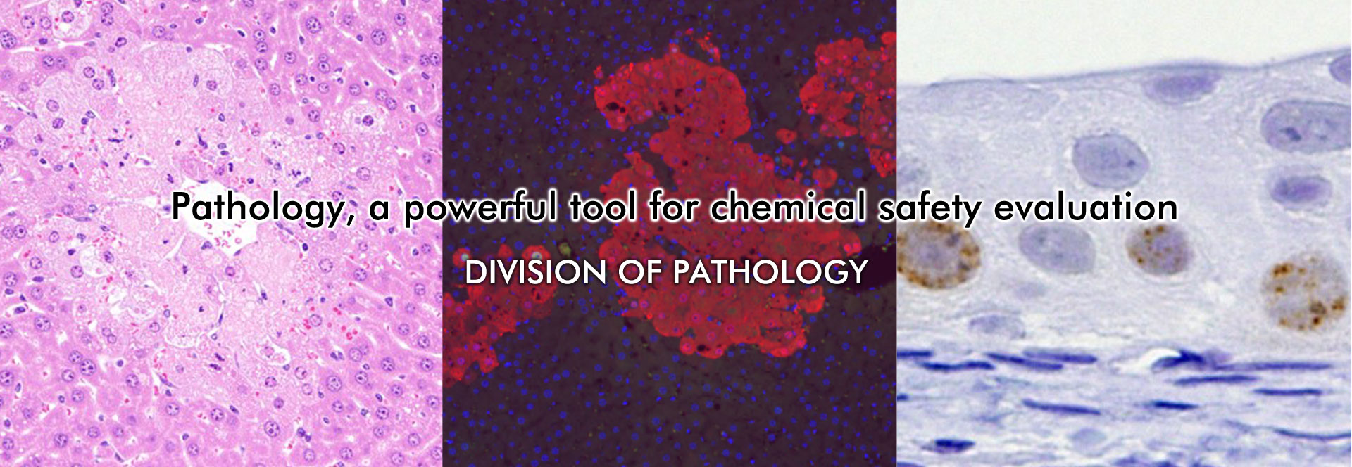 Pathology, a powerful tool for chemical safety evaluation, DIVISION OF PATHOLOGY