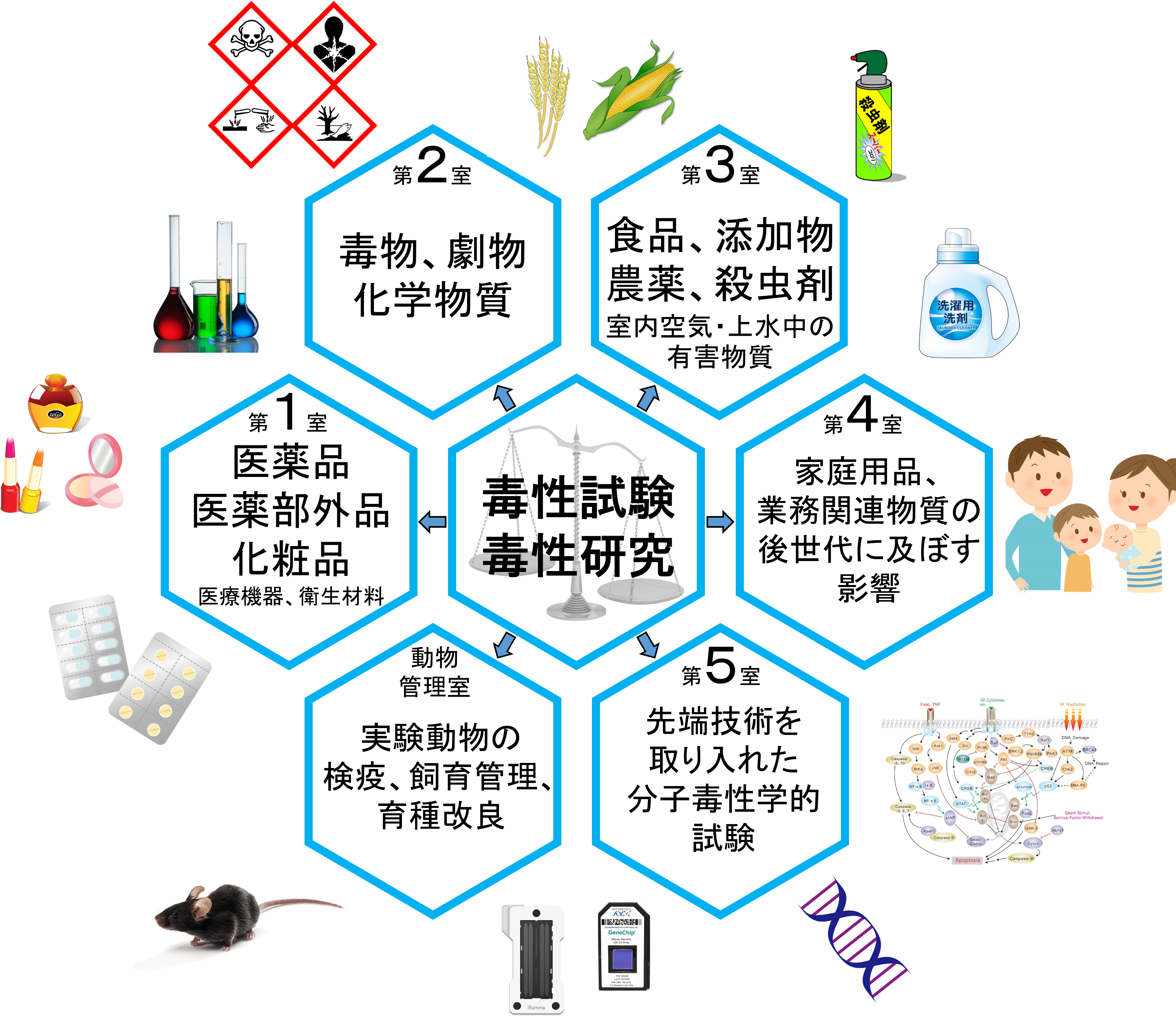 毒性部組織