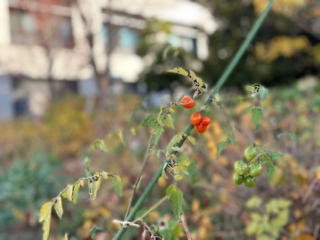 img_2251.jpg