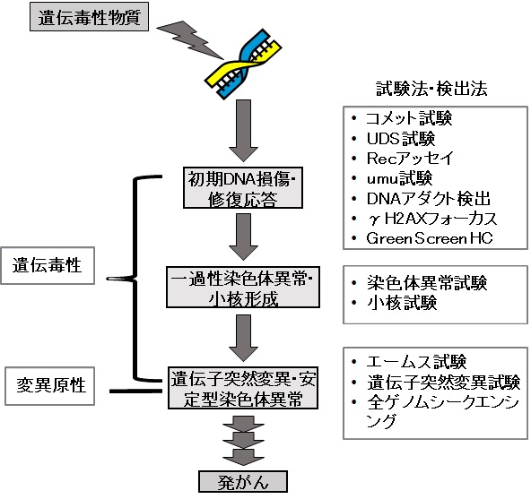 遺伝毒性概要 国立医薬品食品衛生研究所 安全性生物試験研究センター 変異遺伝部